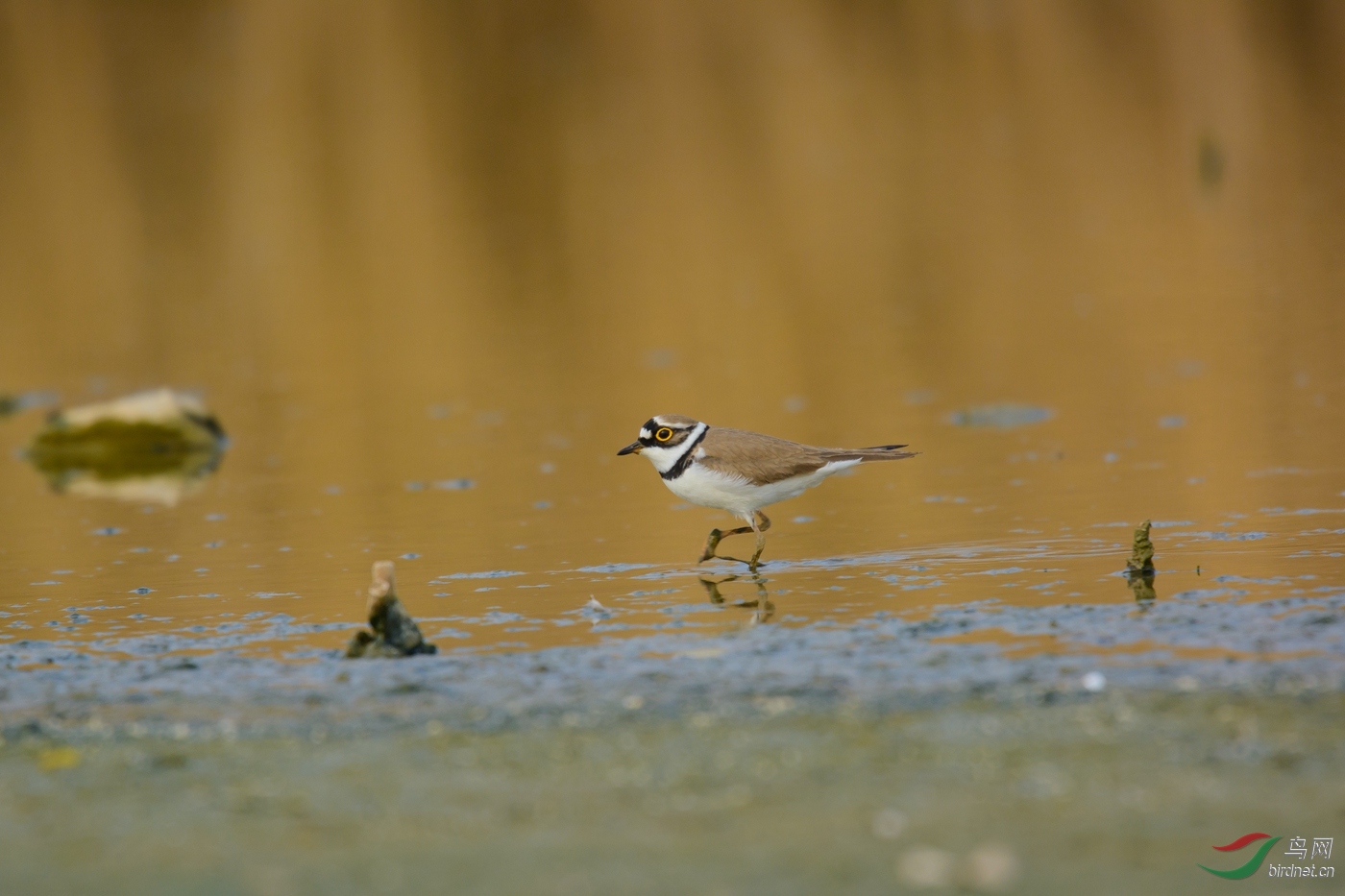 Neo_ 14.96m-DSC_0662-ACR.jpg