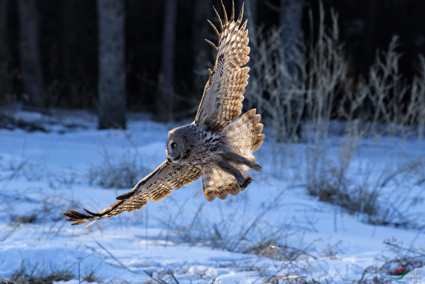 DSC_6650-1.jpg