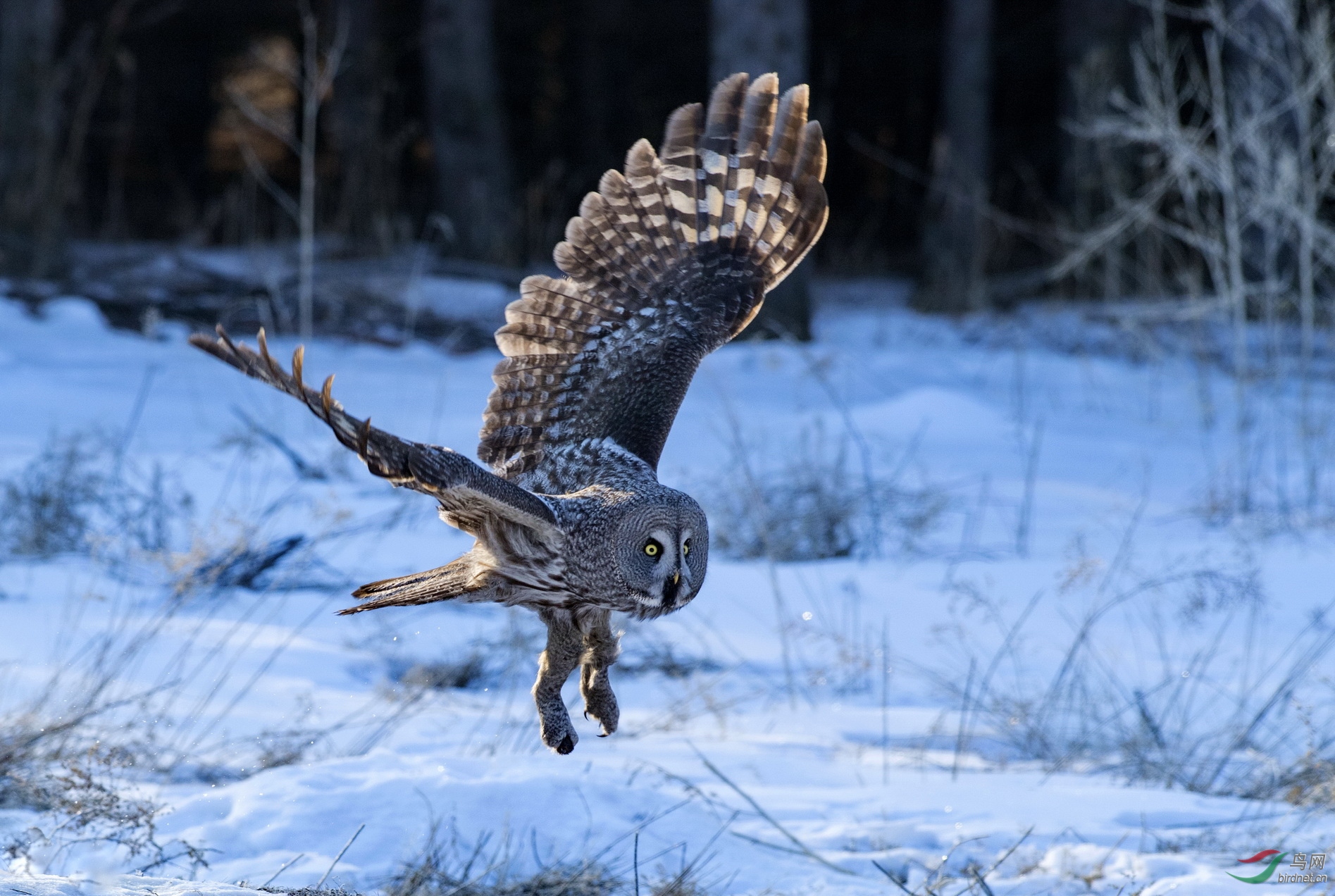 DSC_6644-1.jpg