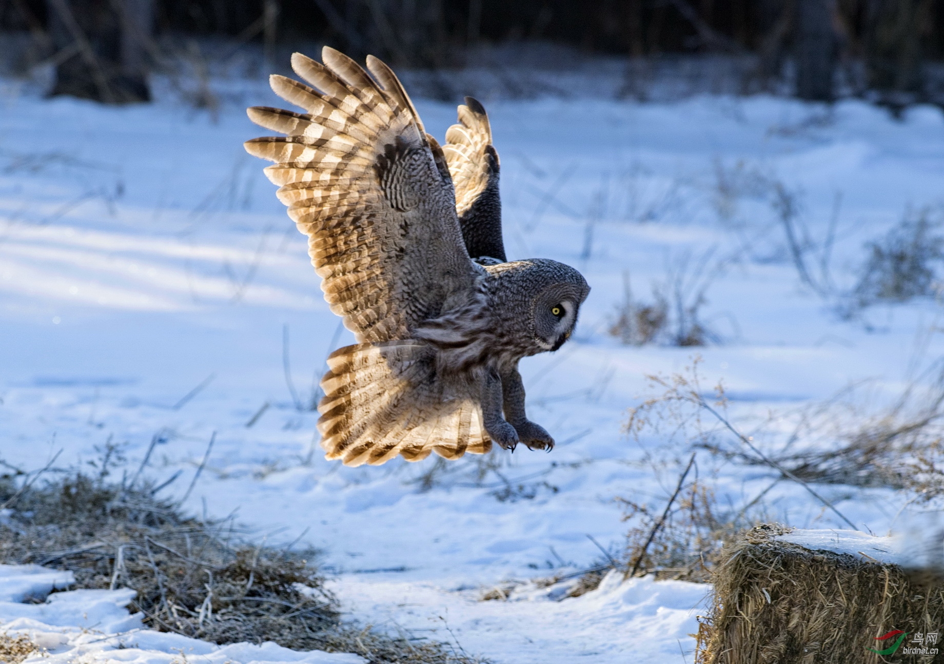 DSC_6637-1.jpg