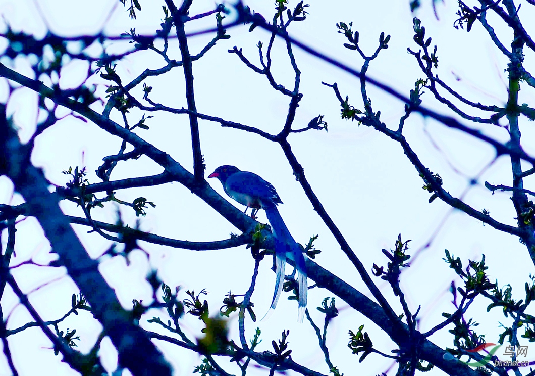 Picture 16793600.jpg