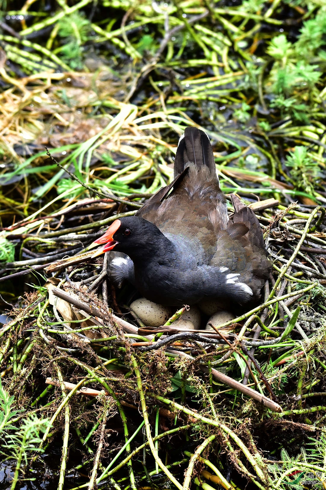 DSC_0418.JPG