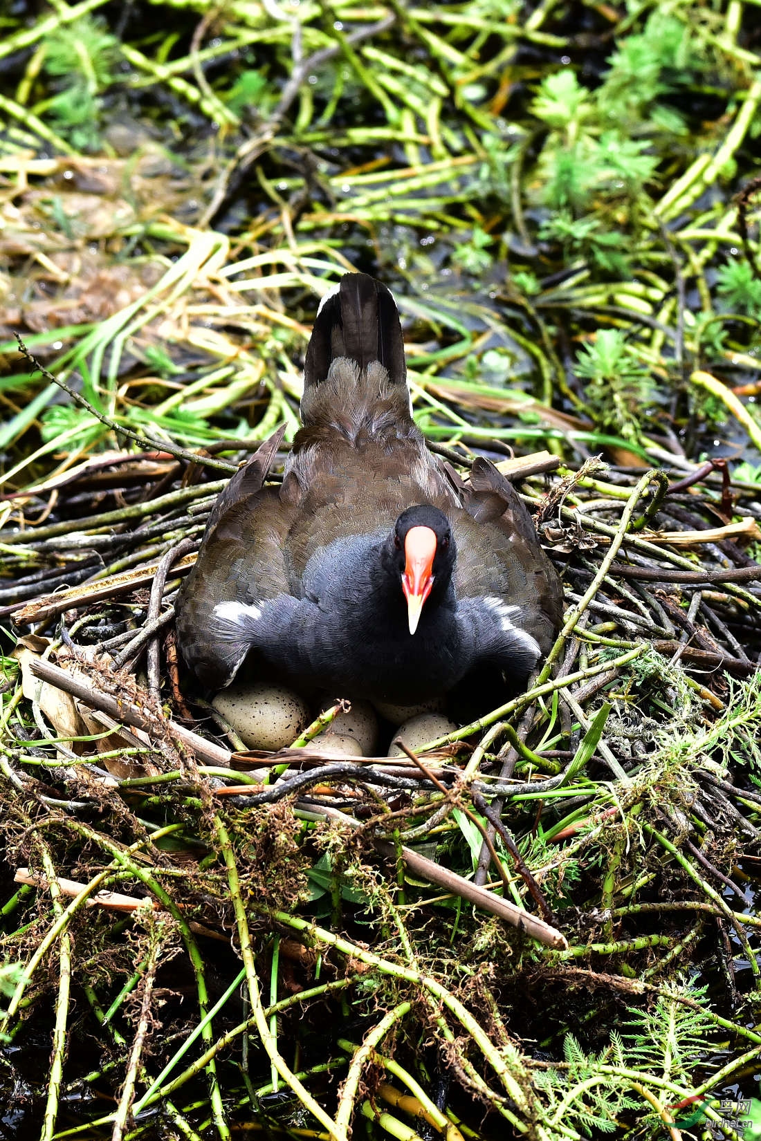 DSC_0424.JPG