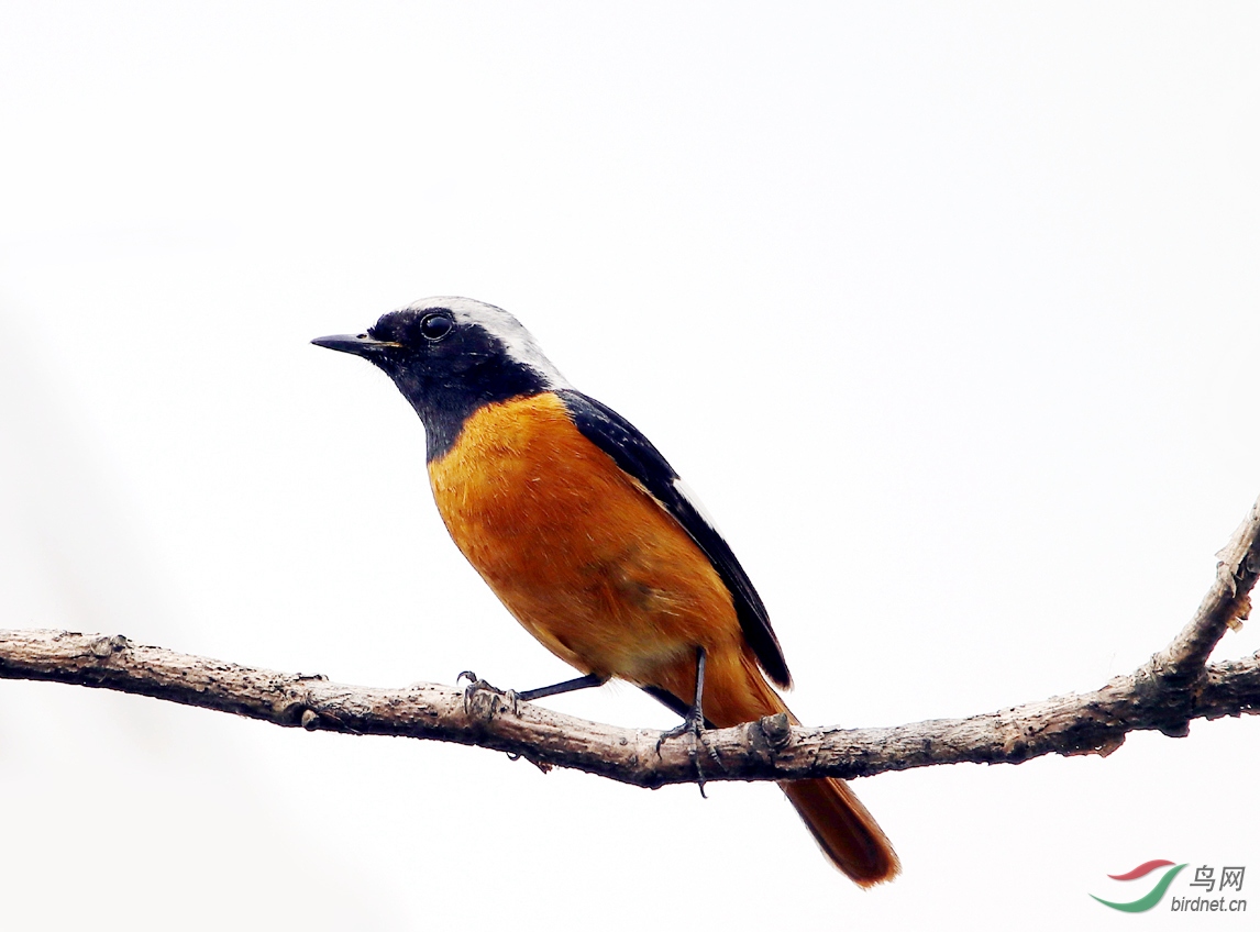 周二问好——北红尾鸲gg - 海南版 hainan 鸟网