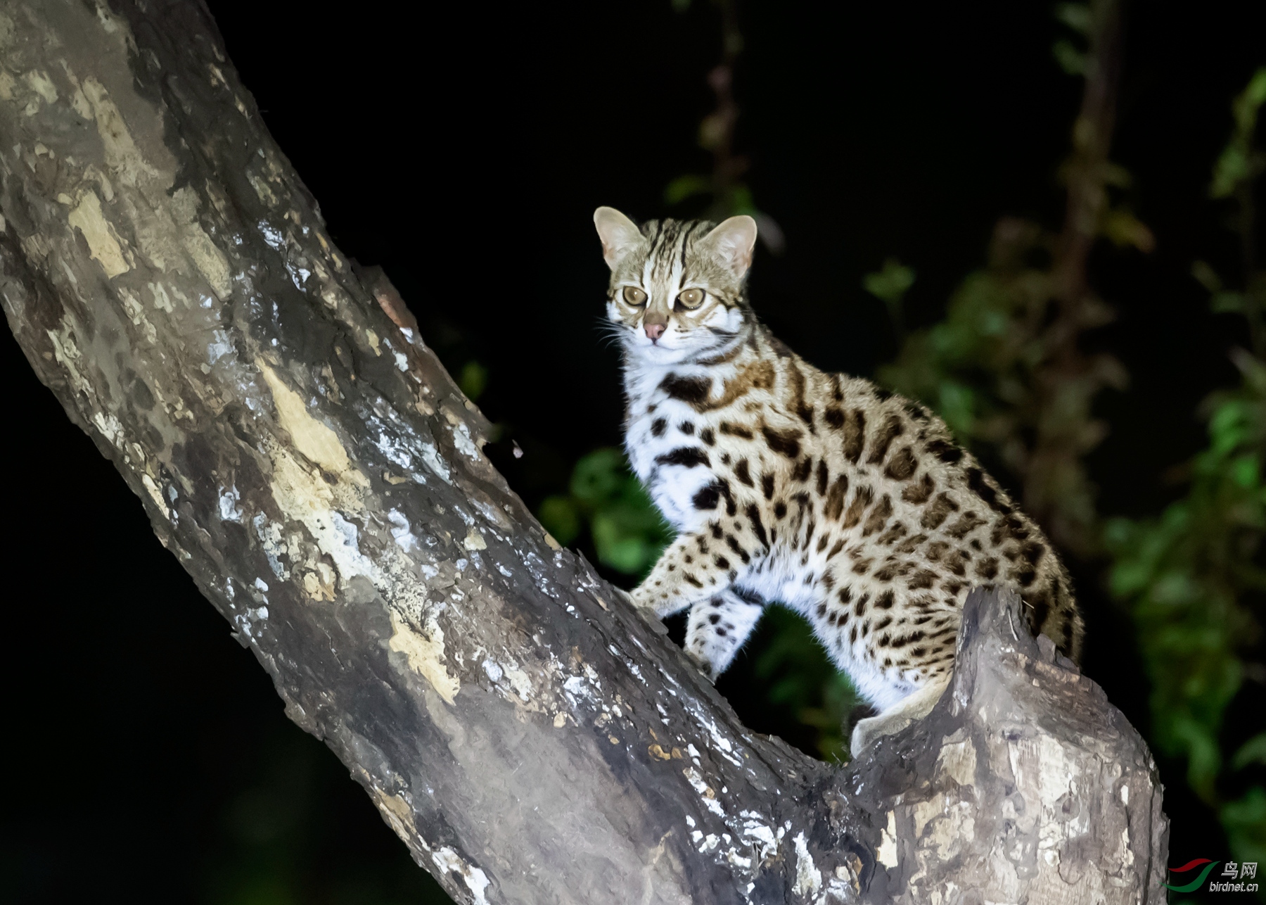 野生飞猫图片图片