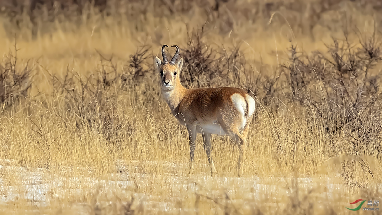 普氏原羚,也叫中华对角羚【荣获首页动物精华】