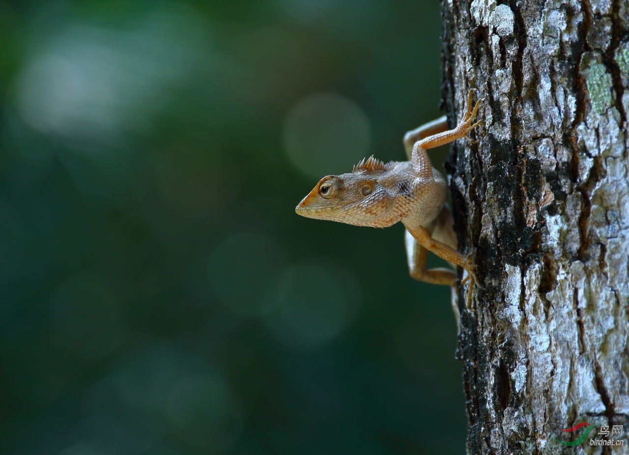 树上一只蜥蜴