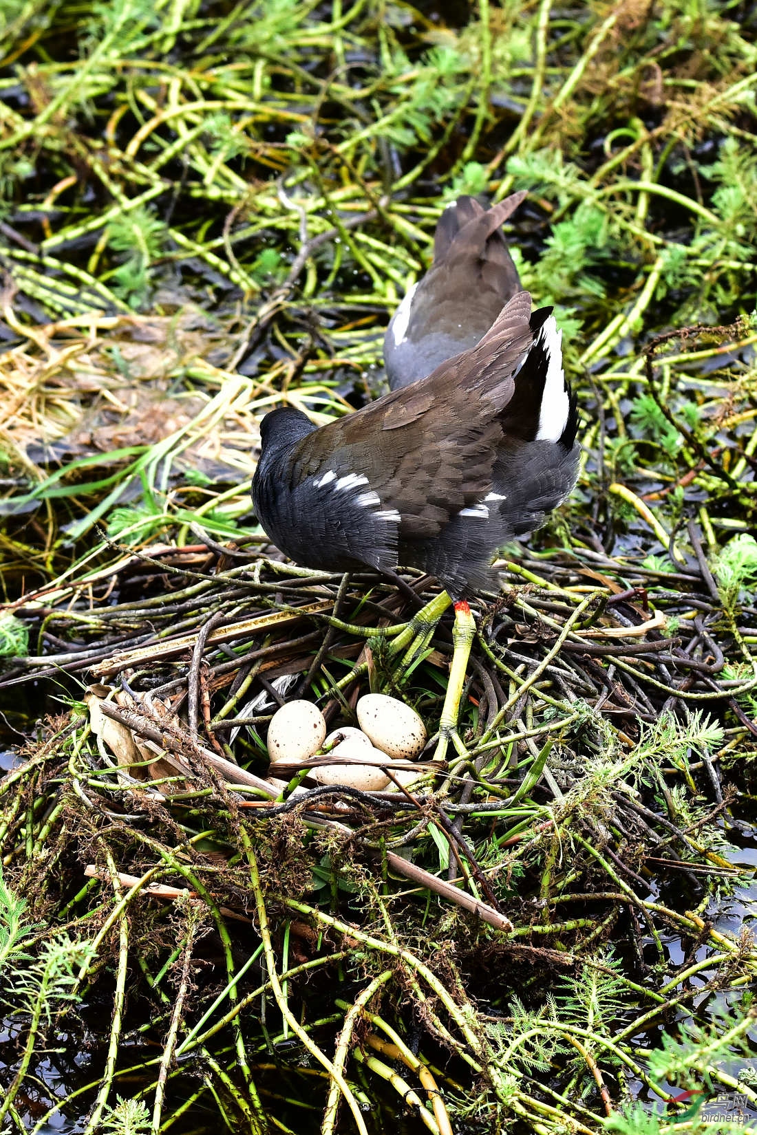 DSC_0431.JPG