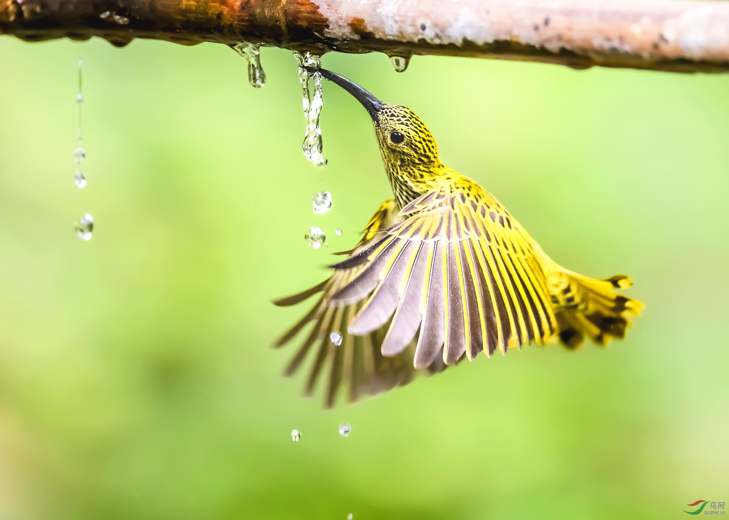 悬停喝水纹背捕蛛鸟