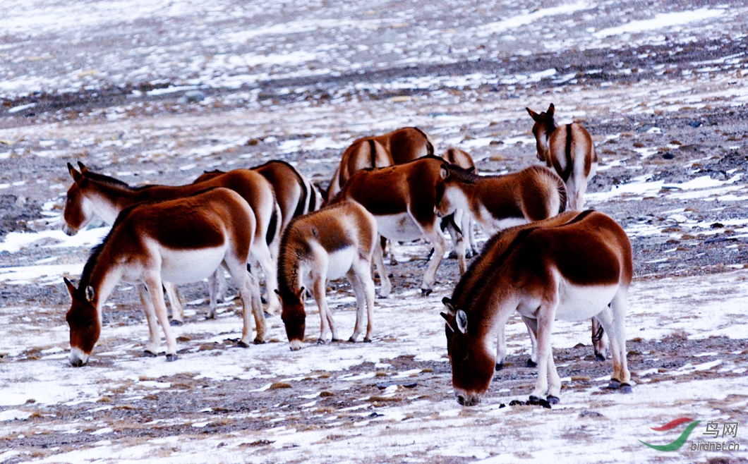 �    �й�    ����  ���ط��   18725261158  ���� (2).JPG