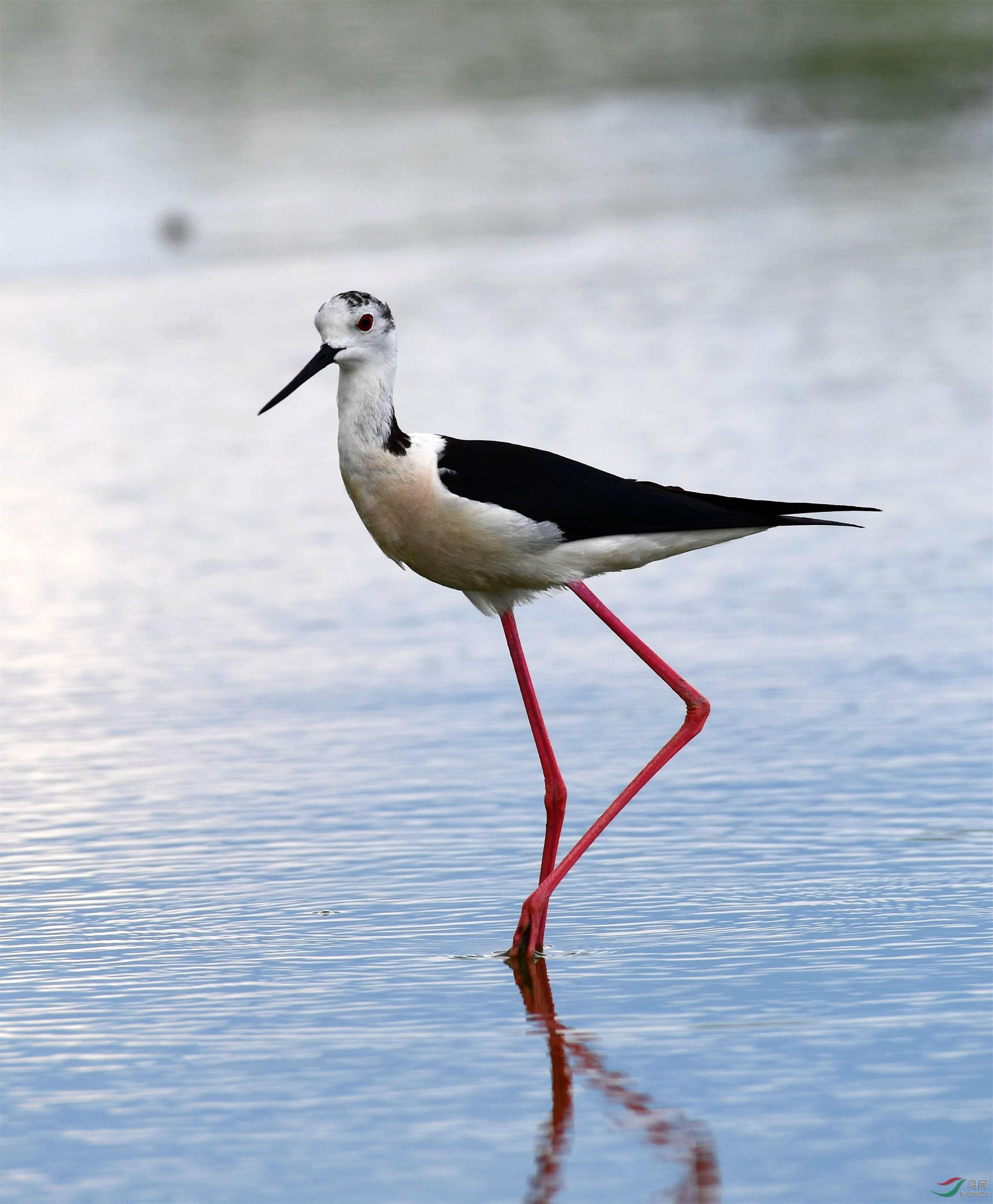 黑翅长脚鹬 - 江苏版 jiangsu鸟网
