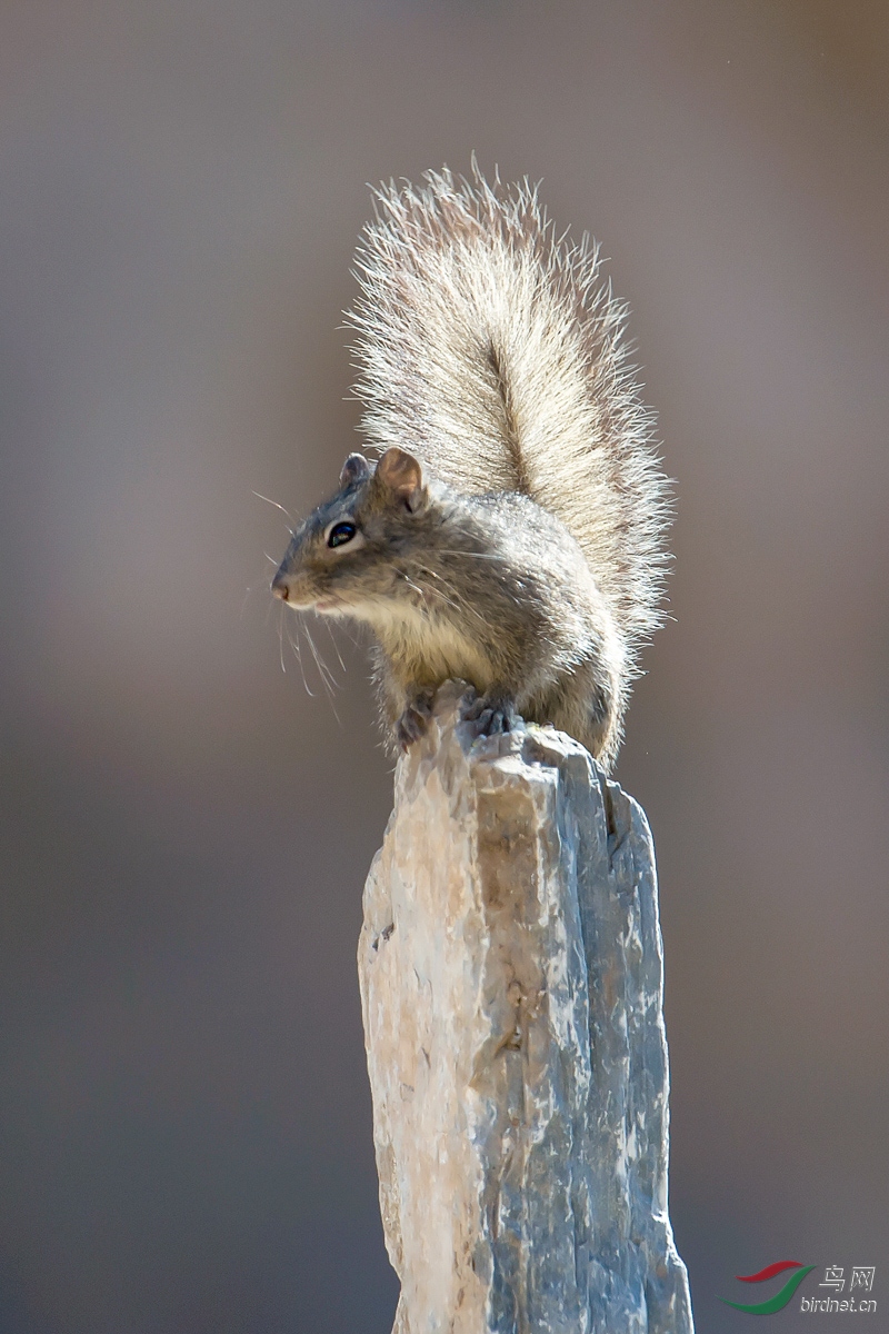 翘尾巴的松鼠 - 广西版 guangxi 鸟网
