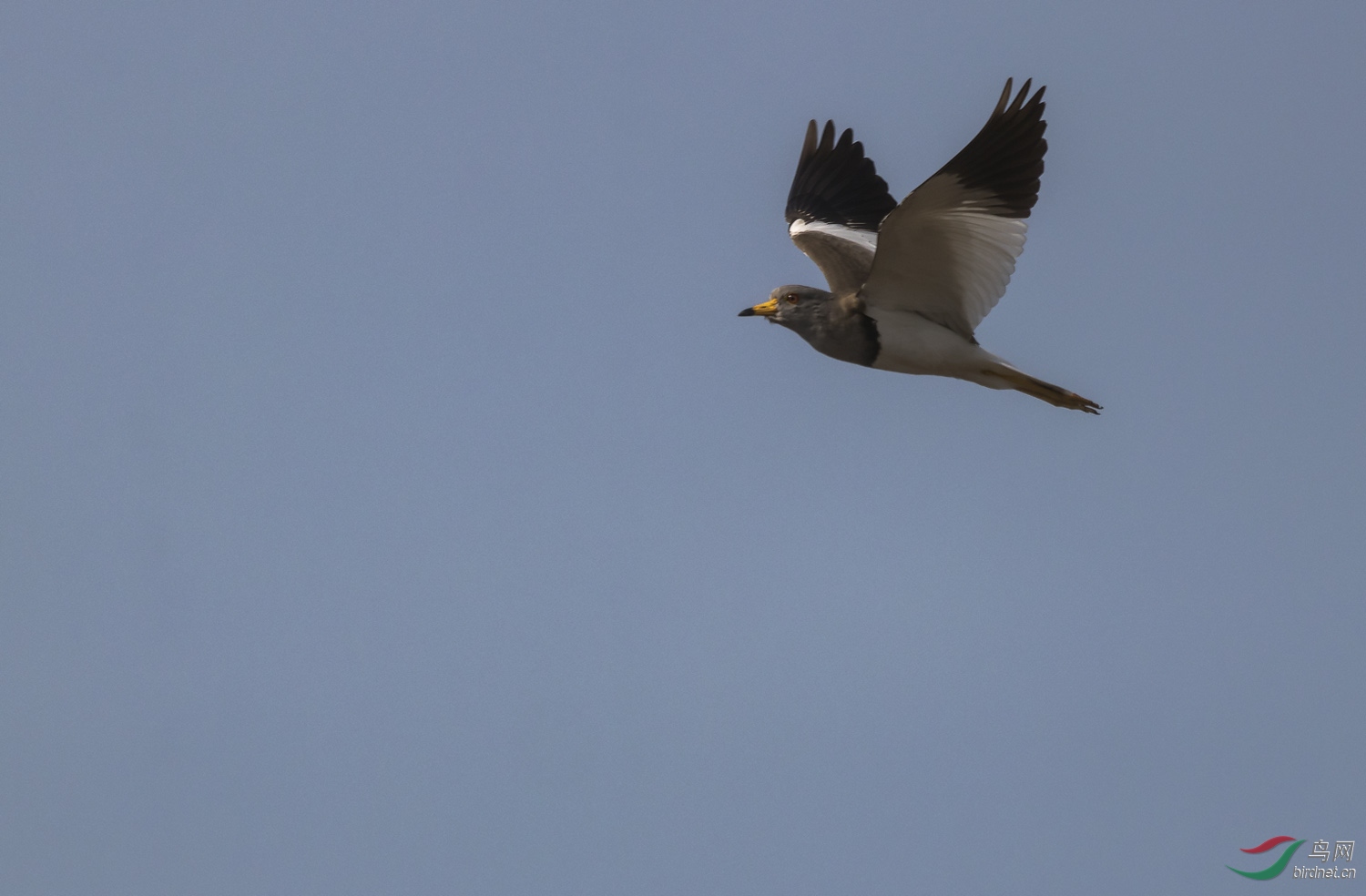 IMG_9662.jpg