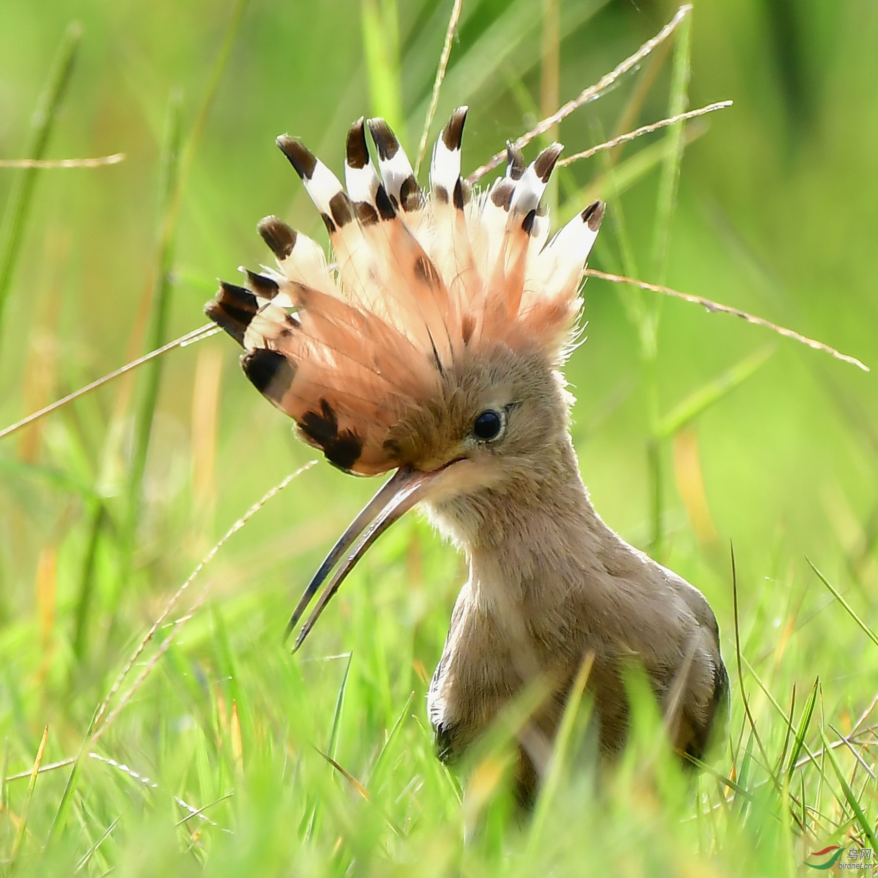 �����  ��Ʒ  18787579537 ����ʤ��.jpg