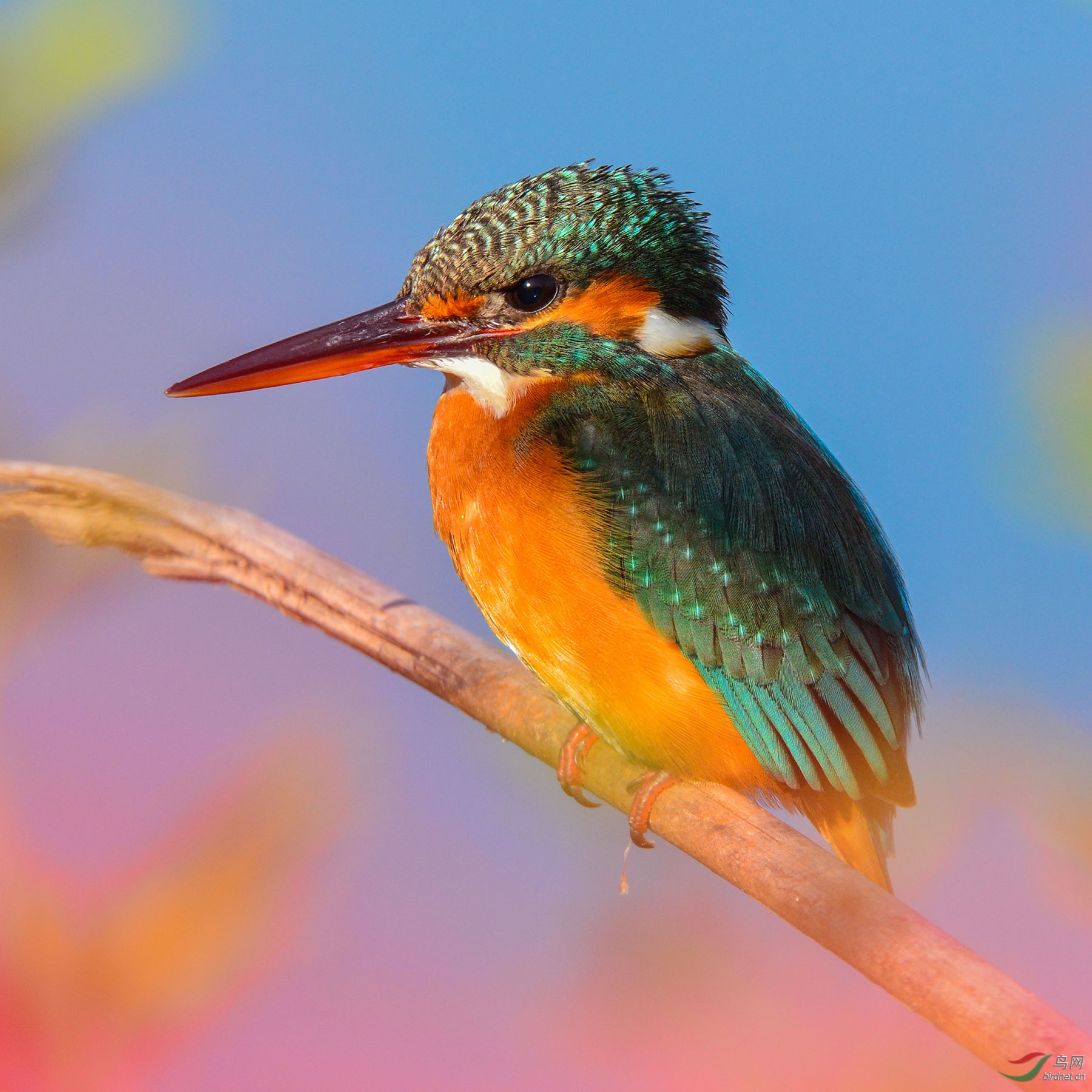 �����  ��Ʒ  18787579537������.jpg