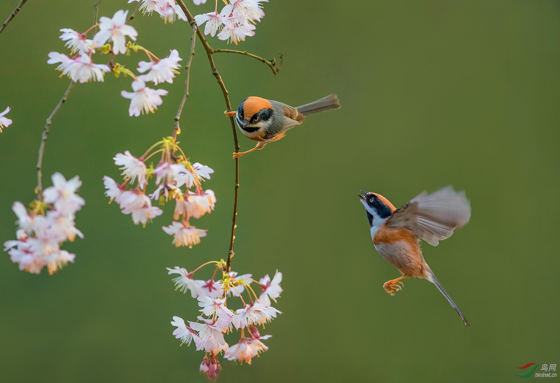 红头长尾山雀 - 河南版 henan 鸟网