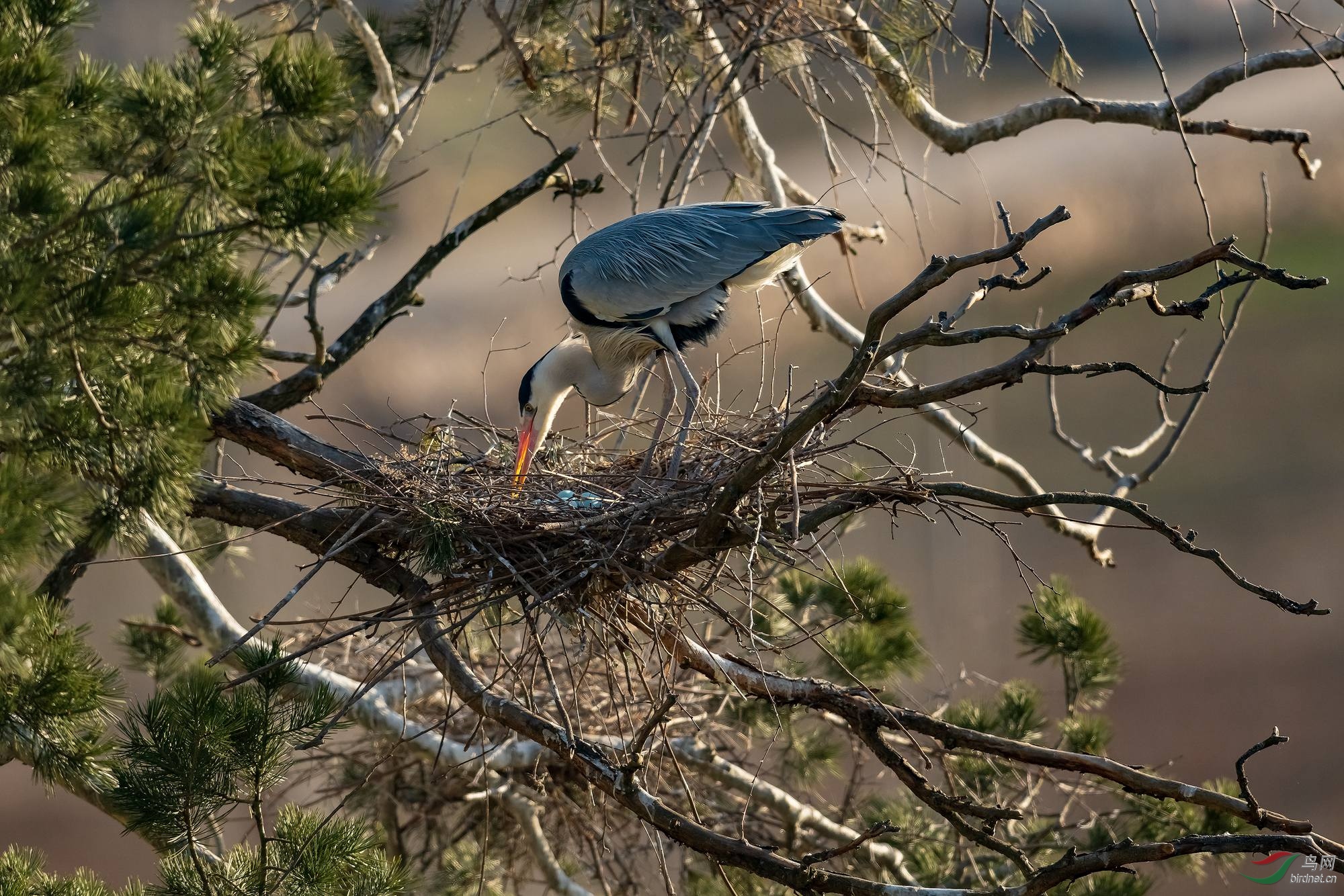 _DSC7525 ����_����.jpg