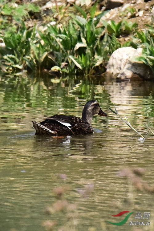 DSC_5535.JPG