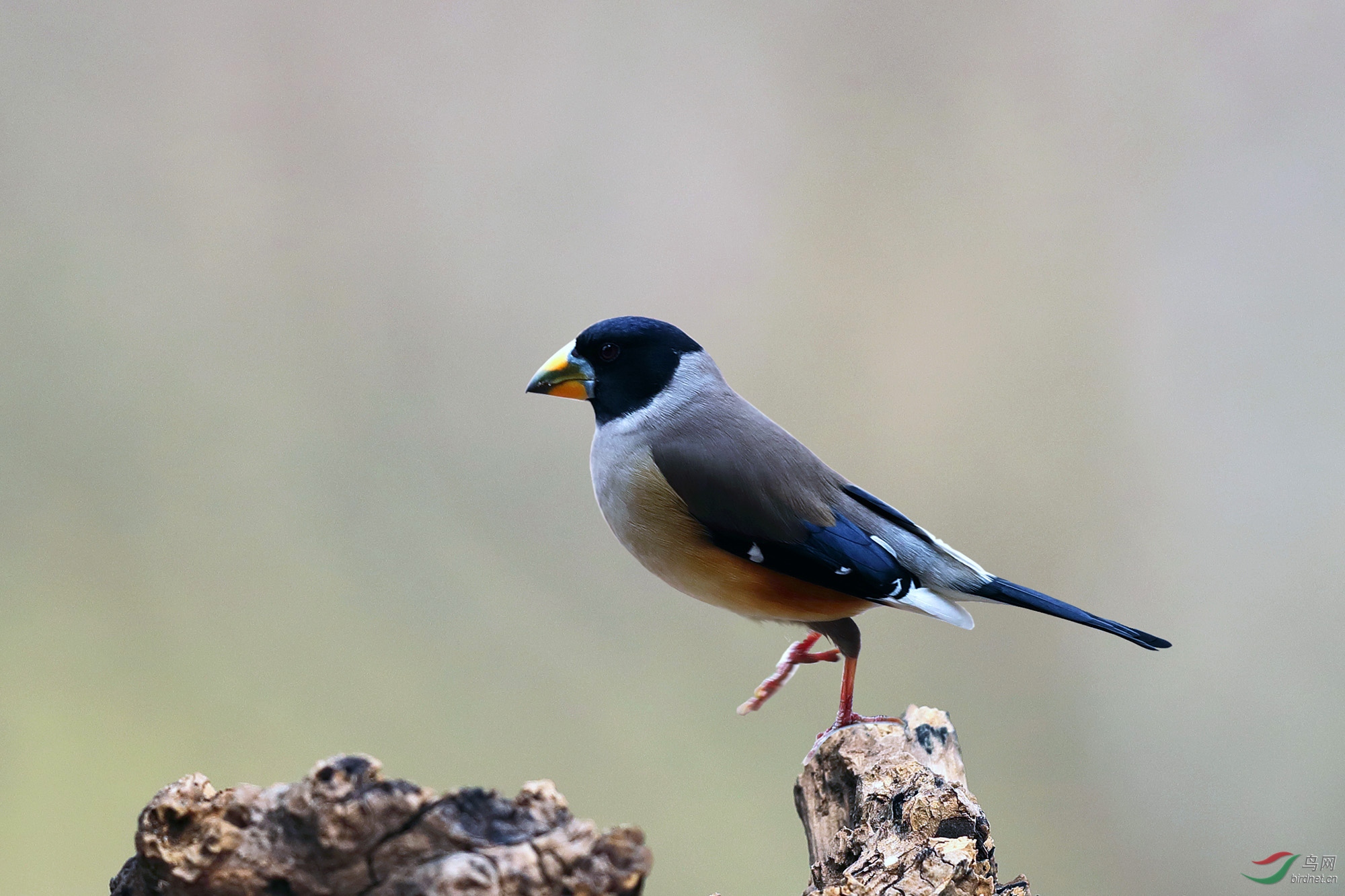 迈—— 黑尾蜡嘴雀(ps)