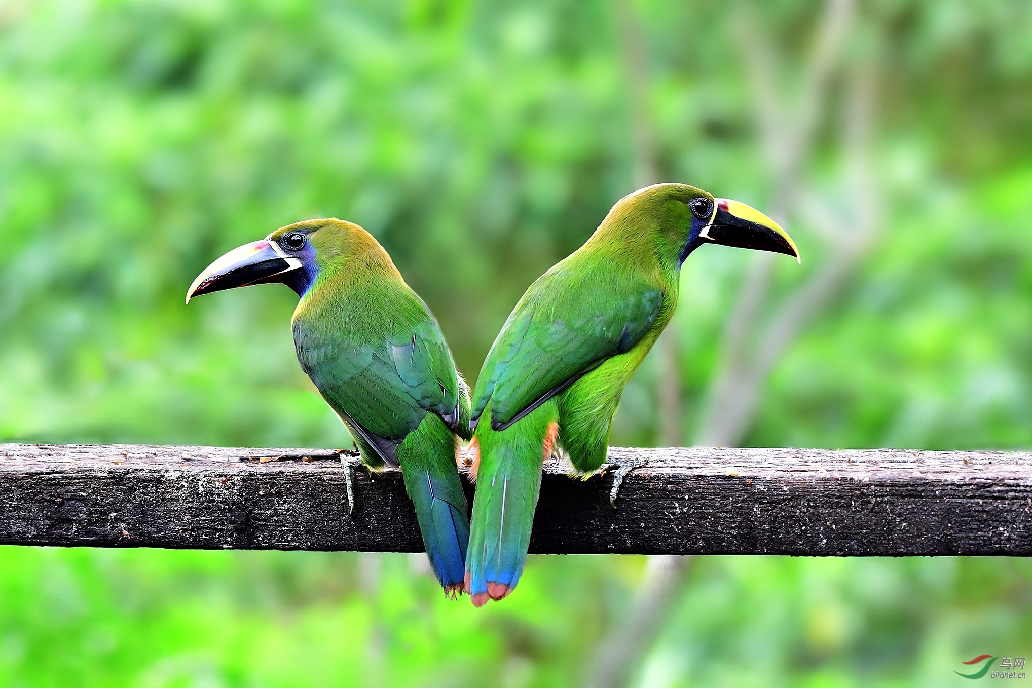 一对绿巨嘴鸟祝贺荣获首页鸟类精华