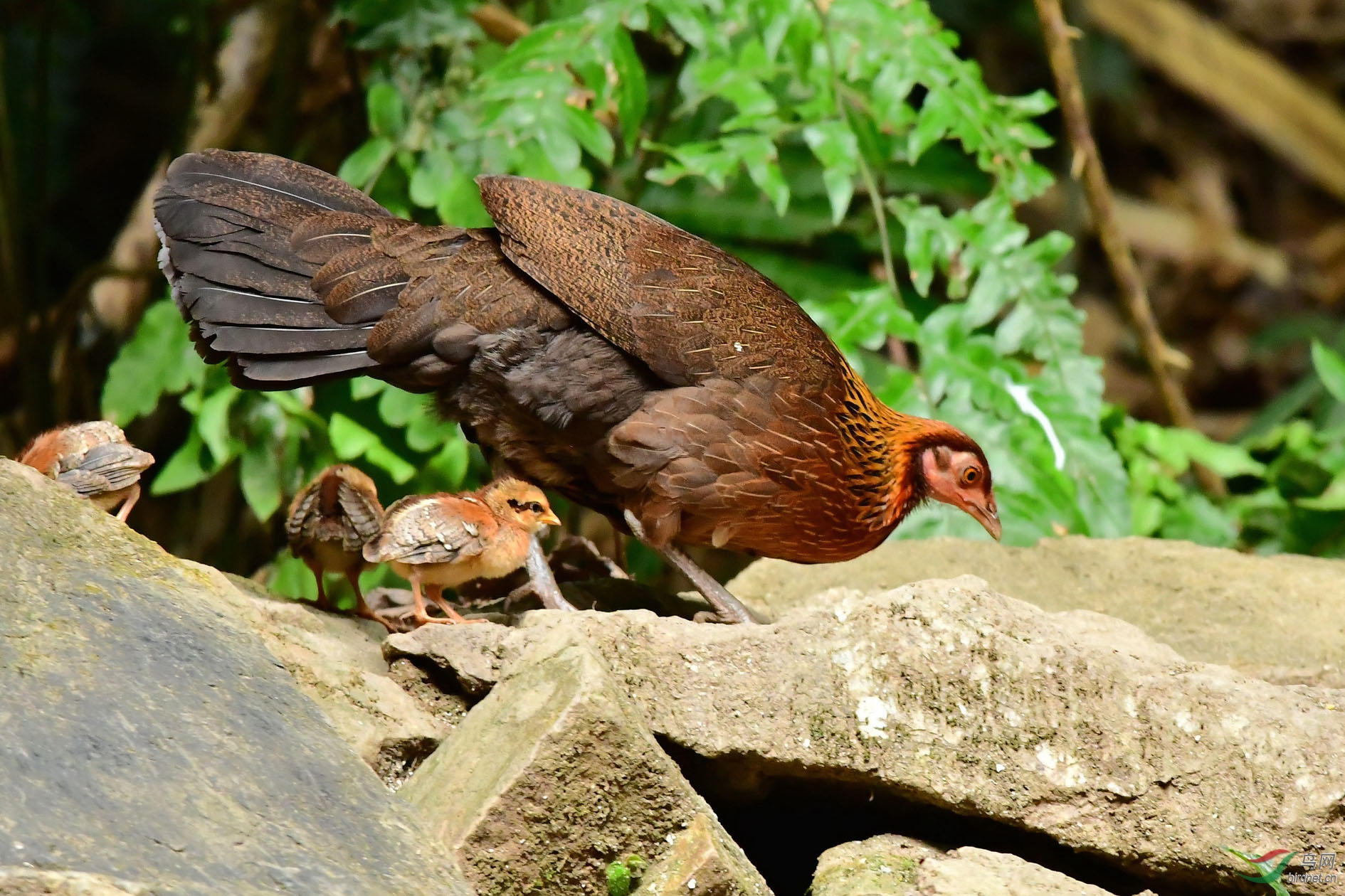 原鸡- 江西版 jiangxi 鸟网
