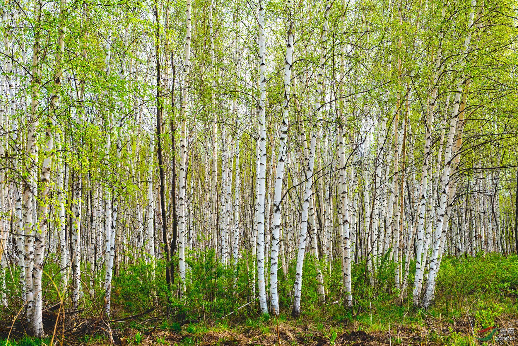 春染白桦林 - 黑龙江版 heilongjiang 鸟网