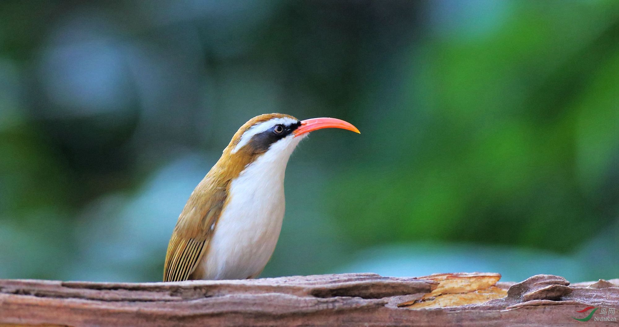 棕头钩嘴鹛 - 台湾版 taiwan 鸟网