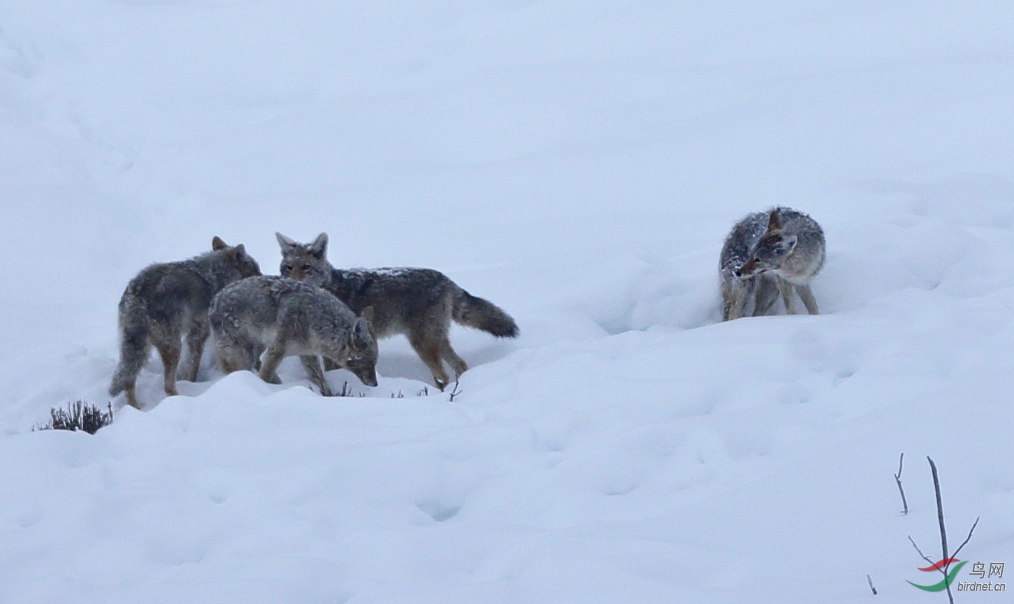 大雪中的狼群