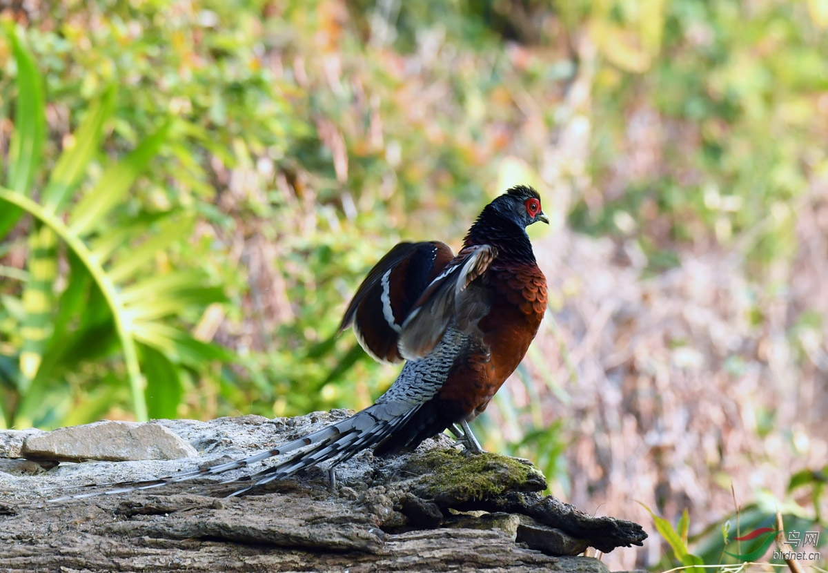 DSC_11650.jpg