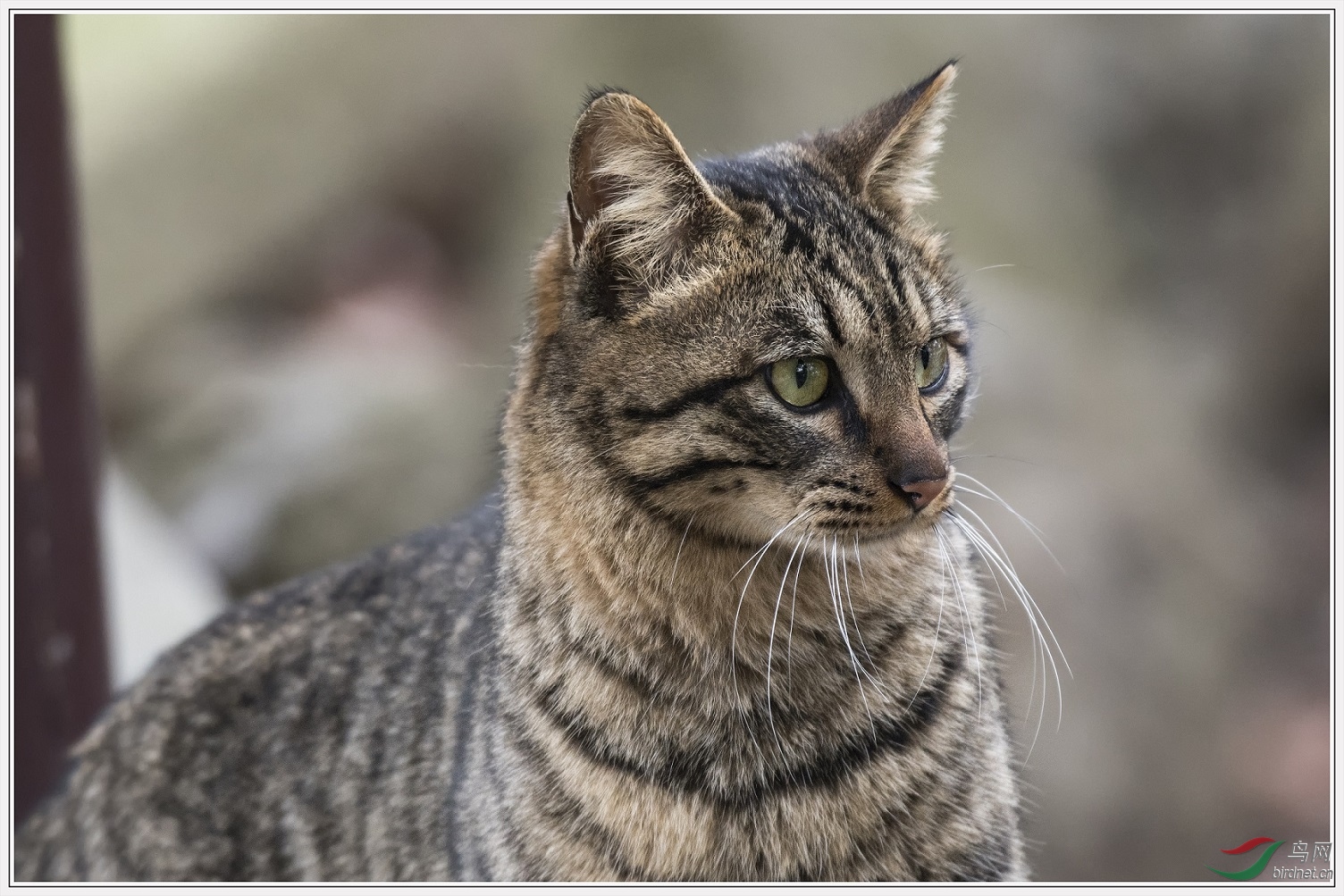 ��ֻ����è��˧