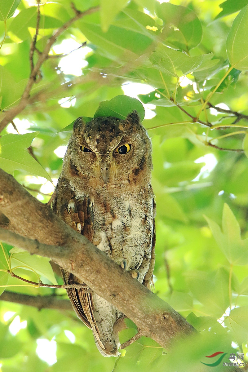 你闭左眼,额会闭右眼——红脚鸮 - 猛禽版 鸟网