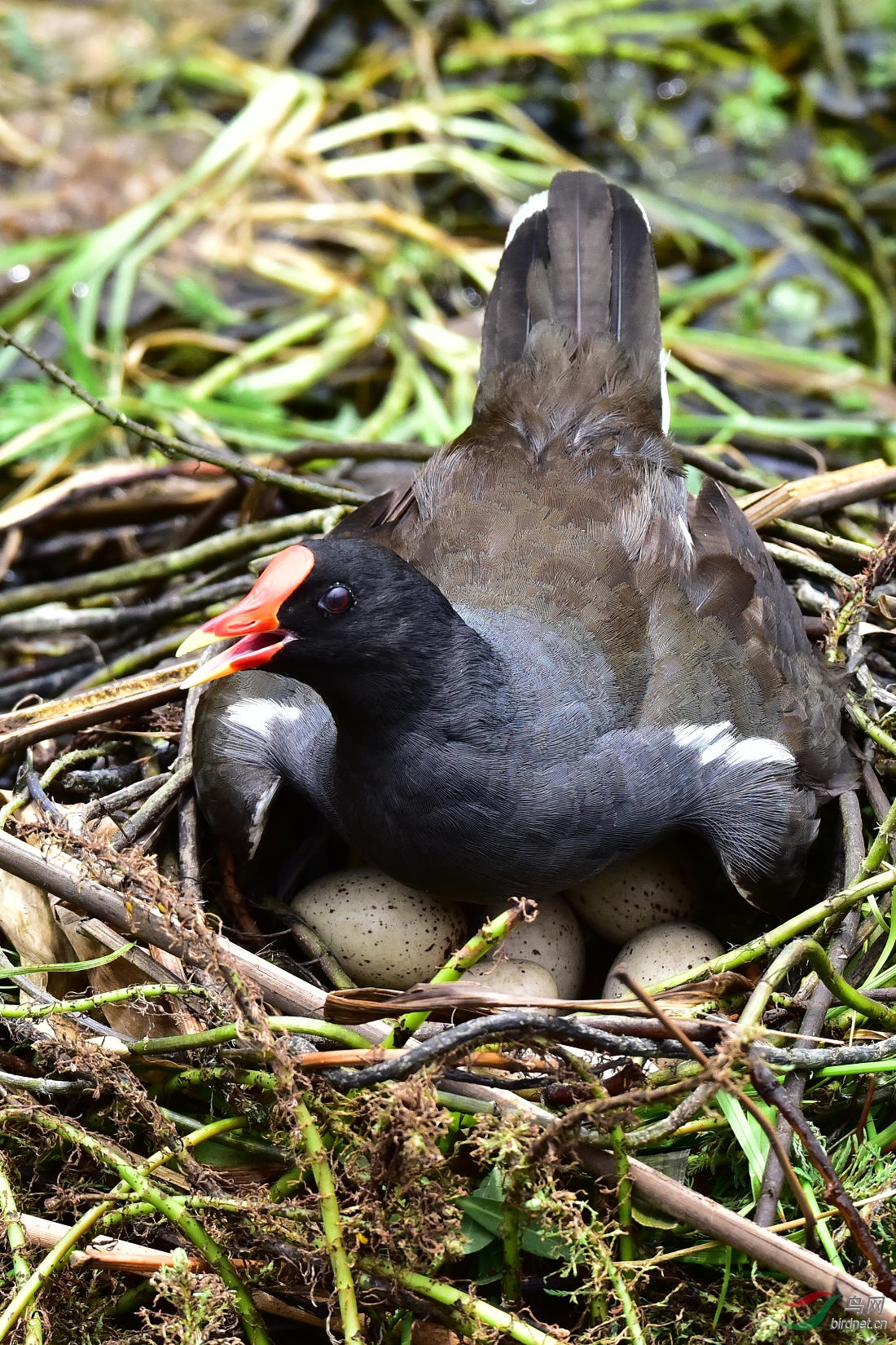 DSC_0470.JPG