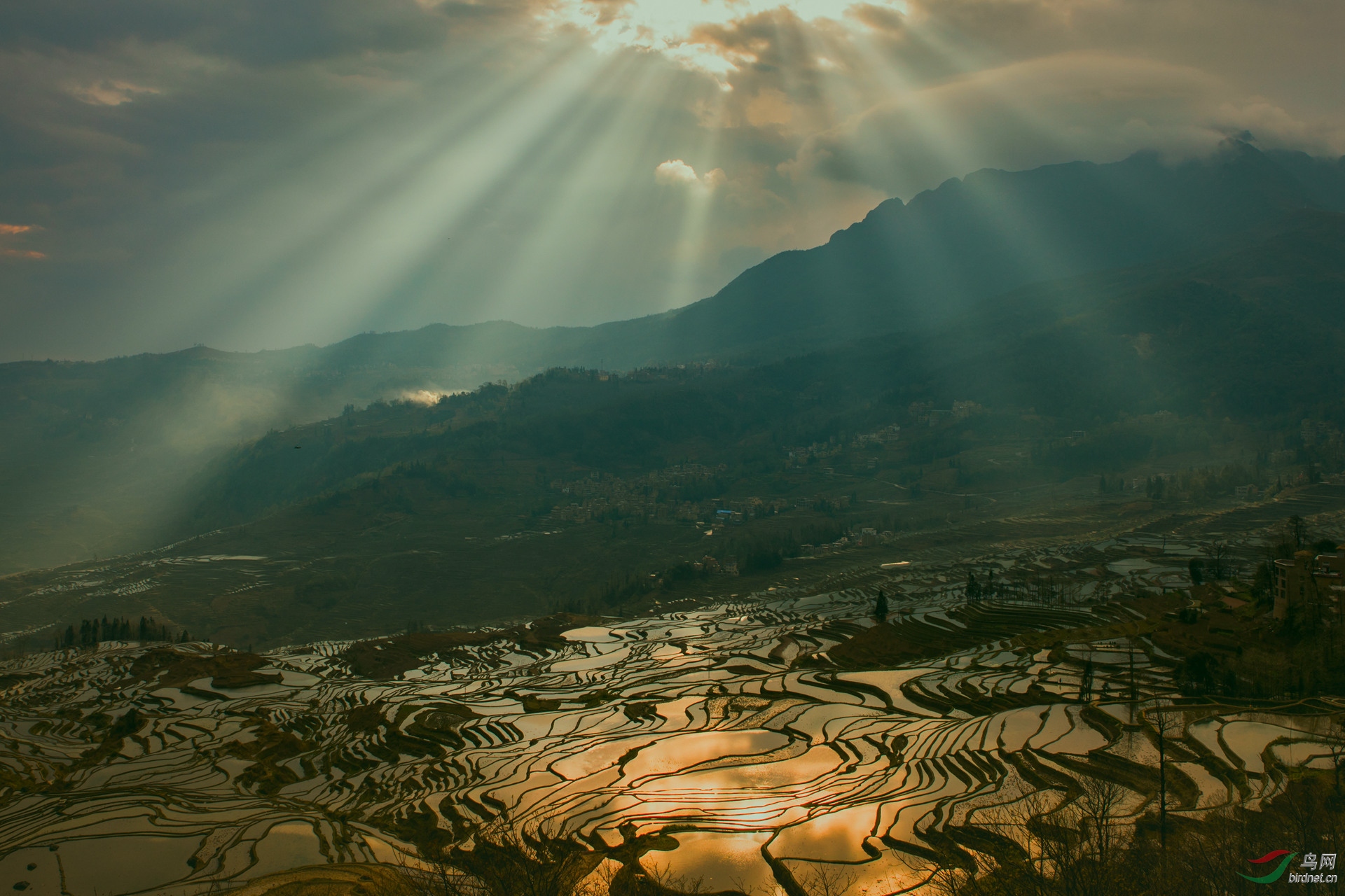 光芒万丈多依树 祝贺荣获首页精华!