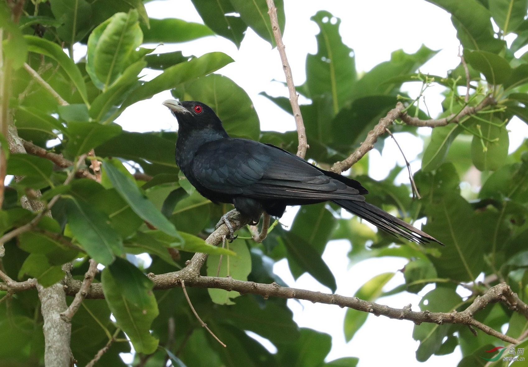 噪鹃(雄) - 林鸟版 鸟网