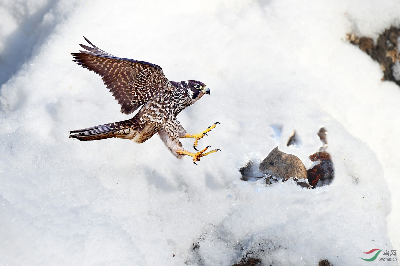 雪地捕鸟动作描写图片