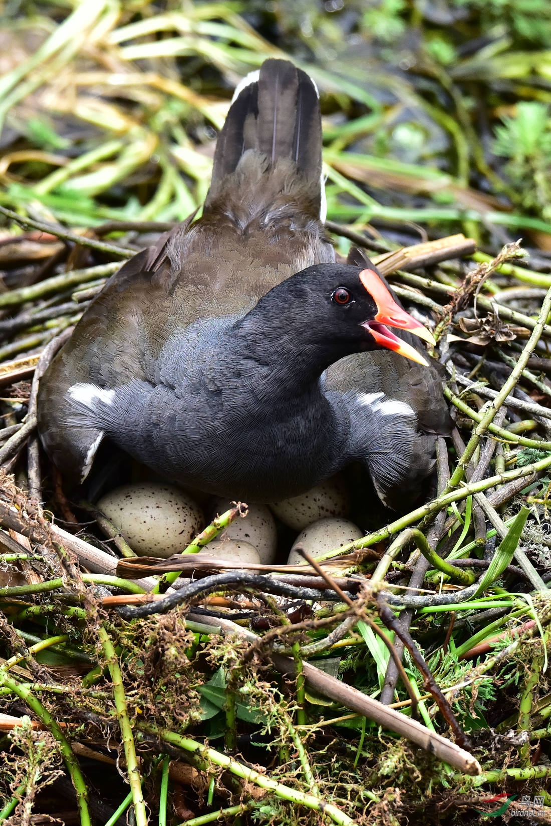 DSC_0472.JPG