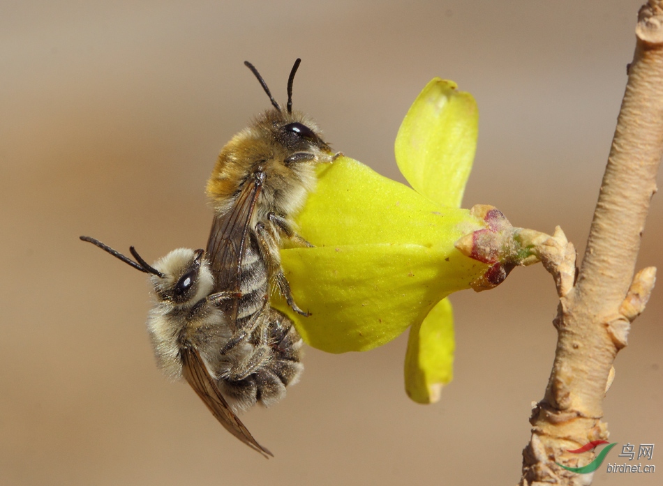 柳树花上的一对地蜂