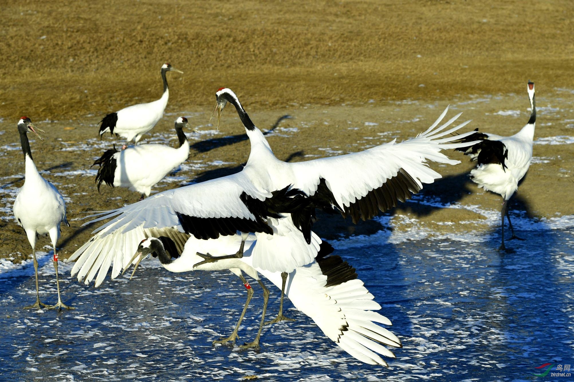 丹顶鹤 - 西藏版 xizang 鸟网