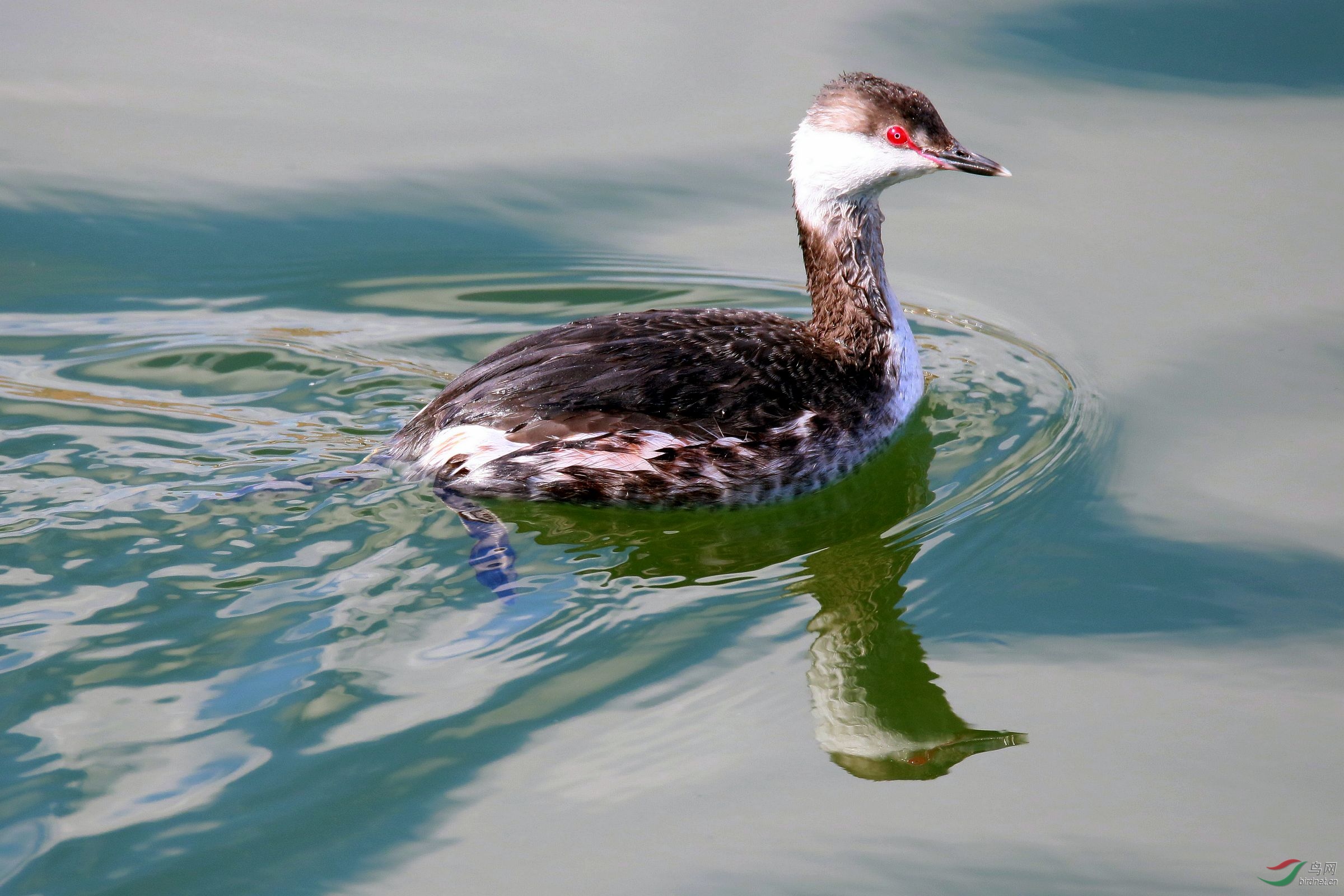 北美鸊鷉 - 海外版 overseas 鸟网