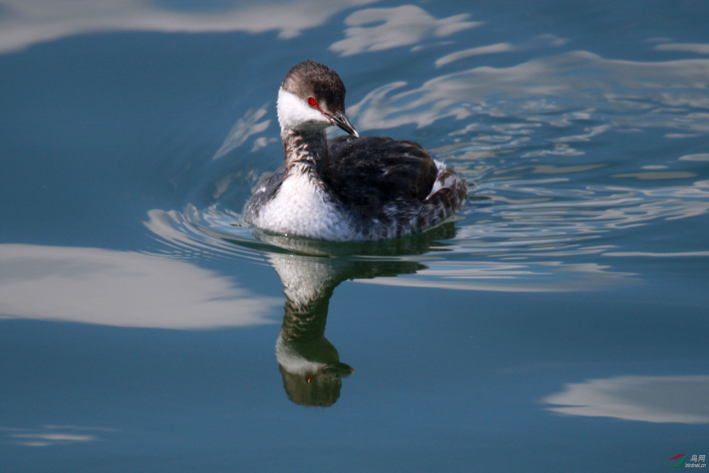 北美鸊鷉 - 海外版 overseas 鸟网