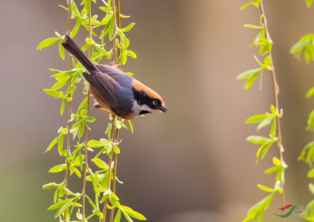 柳枝上有只红头
