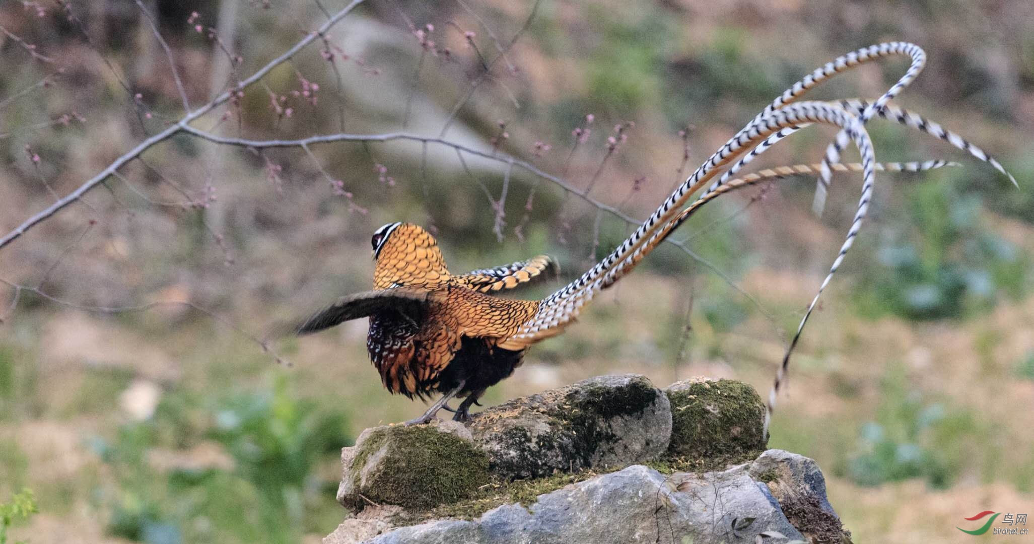 [公告] 最是一年拍鸟季--河南董寨白冠长尾雉鸟网观鸟基地恭候您的到