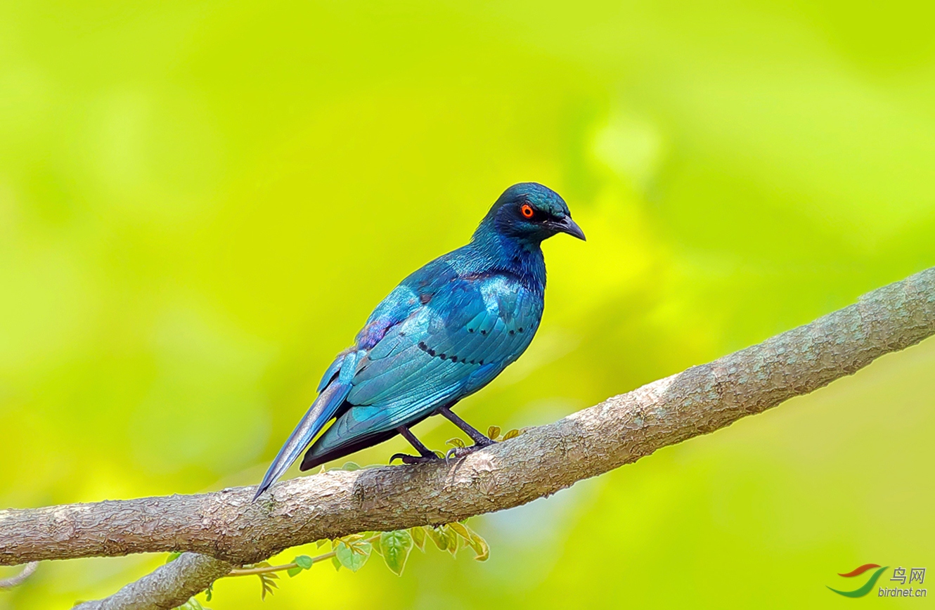 蓝耳丽椋鸟恭贺老师佳作荣获首页鸟类精华