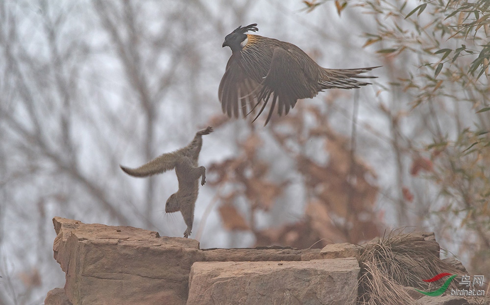 雾中勺鸡斗松鼠