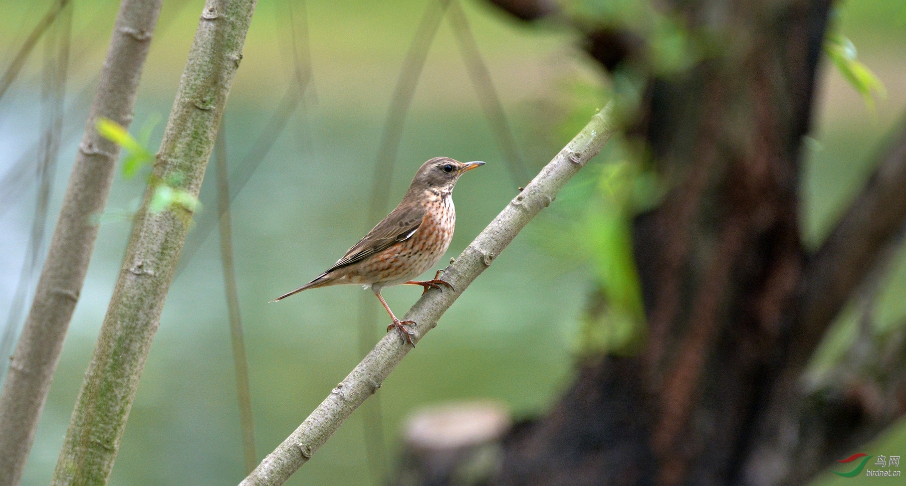 DSC_9532.jpg
