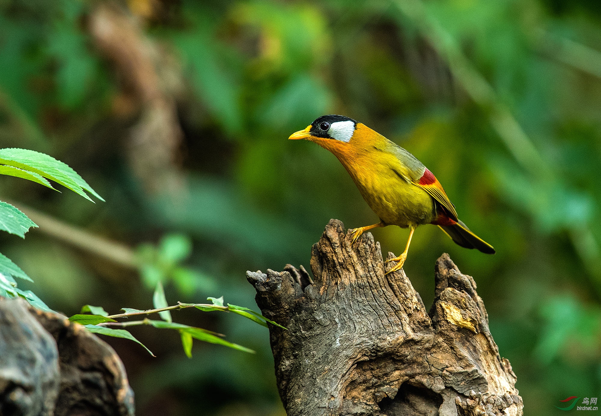 探- 新疆版 xinjiang 鸟网