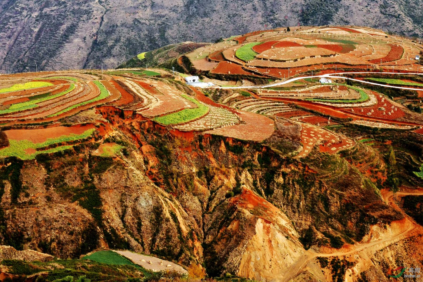 红土地 - 海南版 hainan 鸟网