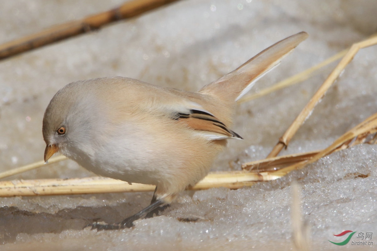 3������ȸ��