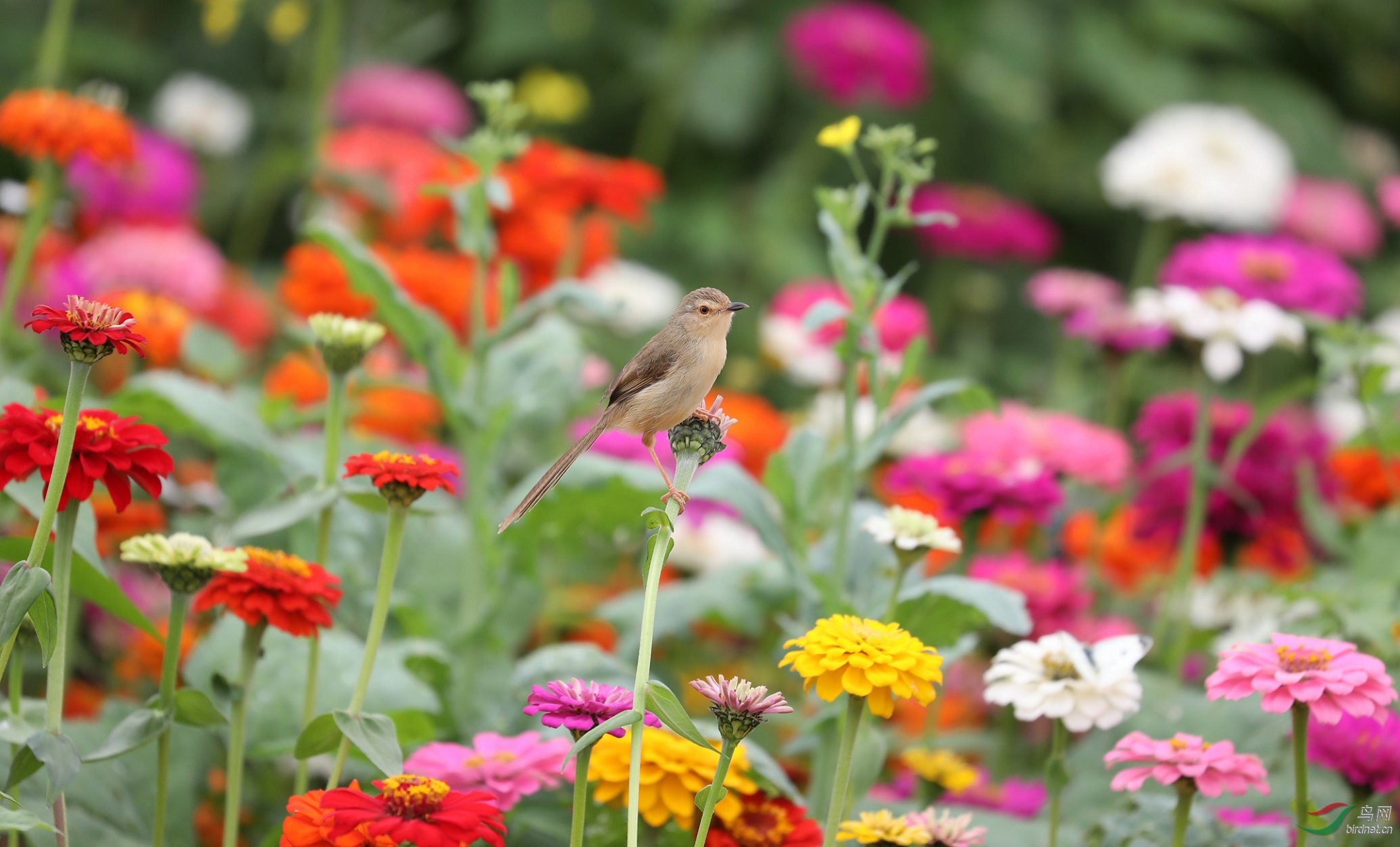 百花齐放才是春
