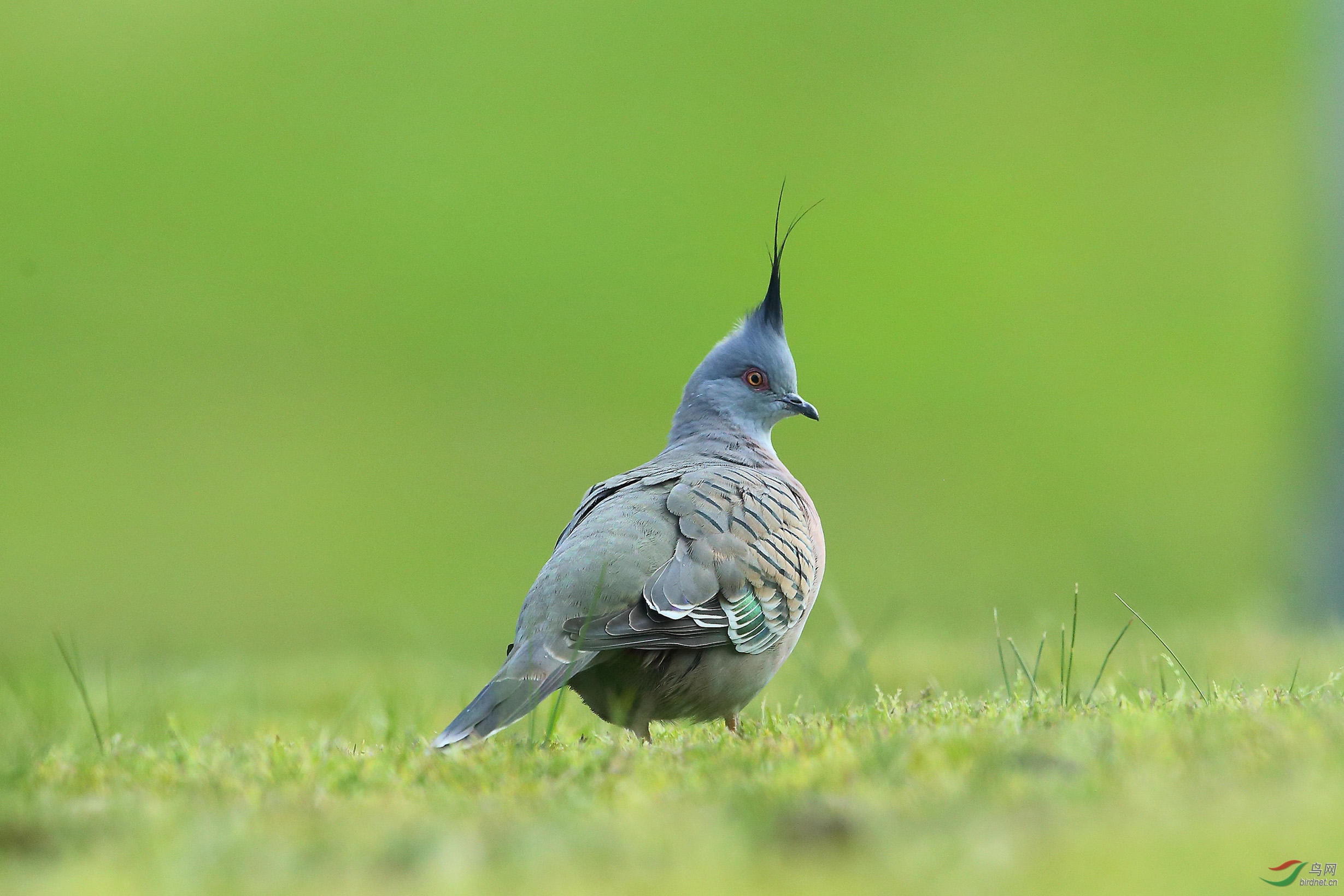 冠鸠【荣获首页鸟类精华】